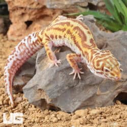 Pick Your Price Adult Leopard Geckos!