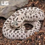 Adult Male Super Arctic Het Albino Western Hognose Snake Het Axanthic - Underground Reptiles