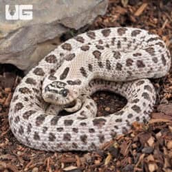 Adult Male Super Arctic Het Albino Western Hognose Snake Het Axanthic - Underground Reptiles