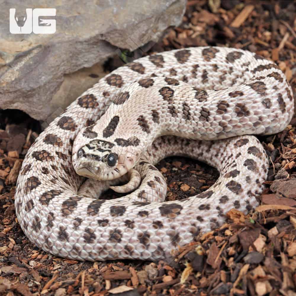 Adult Male Super Arctic Het Albino Western Hognose Snake Het Axanthic - Underground Reptiles