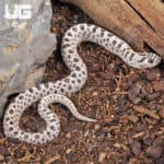 Adult Male Super Arctic Het Albino Western Hognose Snake Het Axanthic - Underground Reptiles