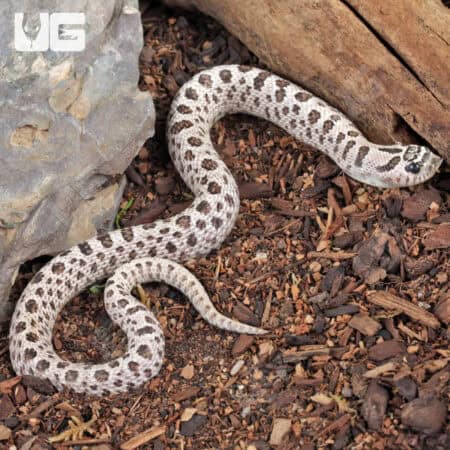 Adult Male Super Arctic Het Albino Western Hognose Snake Het Axanthic - Underground Reptiles