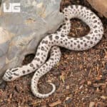 Adult Male Super Arctic Het Albino Western Hognose Snake Het Axanthic - Underground Reptiles