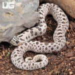 Adult Male Super Arctic Het Albino Western Hognose Snake Het Axanthic - Underground Reptiles