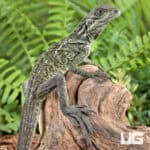 Baby Ambon Sailfin Dragons For Sale - Underground Reptiles