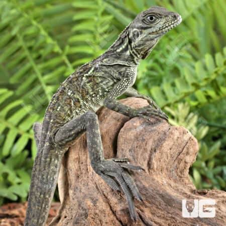 Baby Ambon Sailfin Dragons For Sale - Underground Reptiles