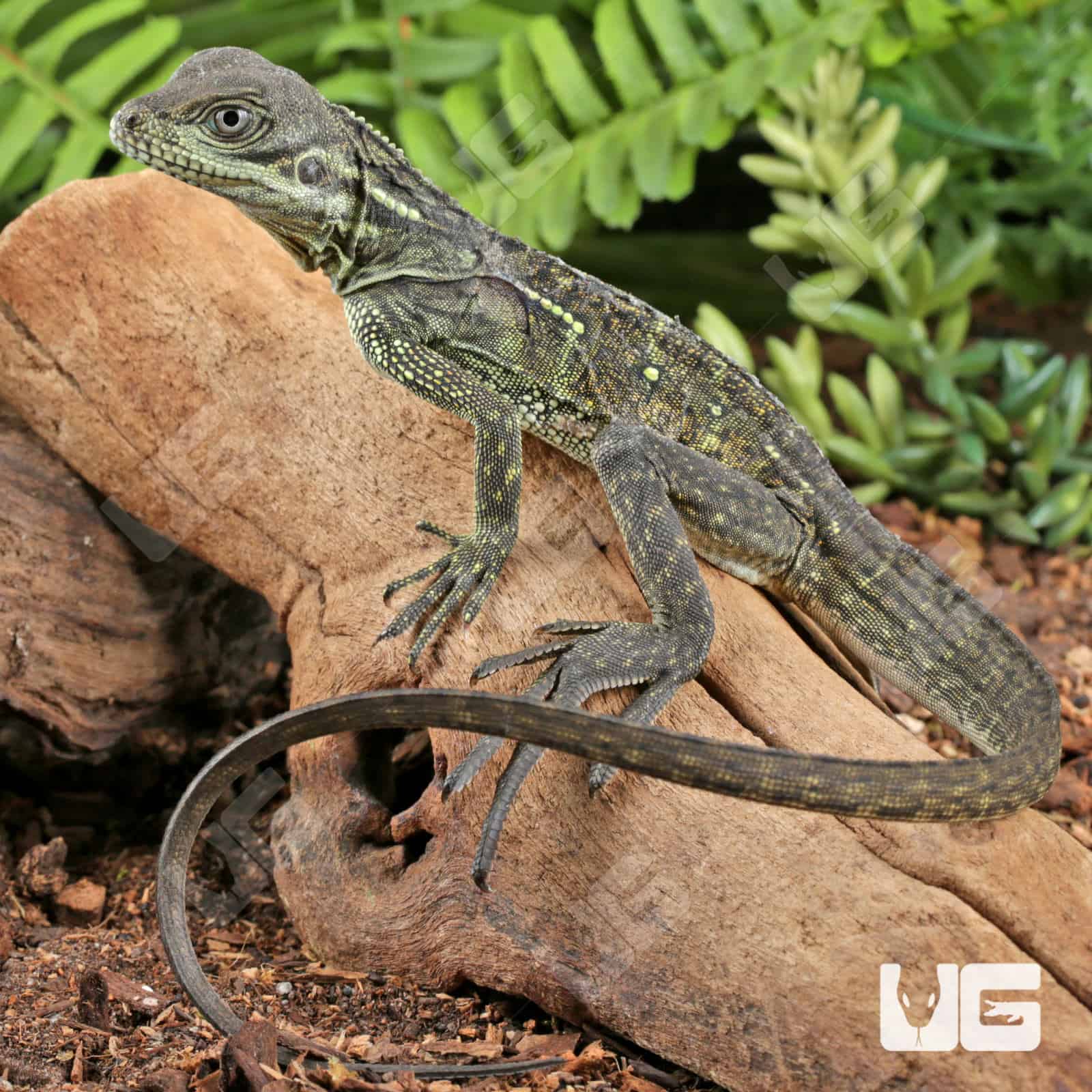 Baby Ambon Sailfin Dragons For Sale - Underground Reptiles