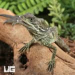 Baby Ambon Sailfin Dragons For Sale - Underground Reptiles