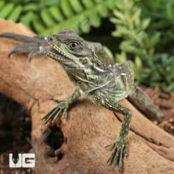 Baby Ambon Sailfin Dragons For Sale - Underground Reptiles