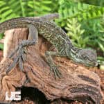 Baby Ambon Sailfin Dragons For Sale - Underground Reptiles