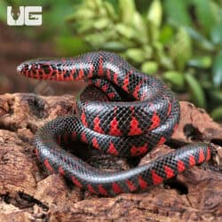 Baby Eastern Mud Snakes (Farancia abacura) For Sale - Underground Reptiles