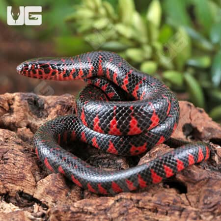 Baby Eastern Mud Snakes (Farancia abacura) For Sale - Underground Reptiles