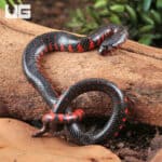 Baby Eastern Mud Snakes (Farancia abacura) For Sale - Underground Reptiles