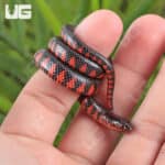 Baby Eastern Mud Snakes (Farancia abacura) For Sale - Underground Reptiles
