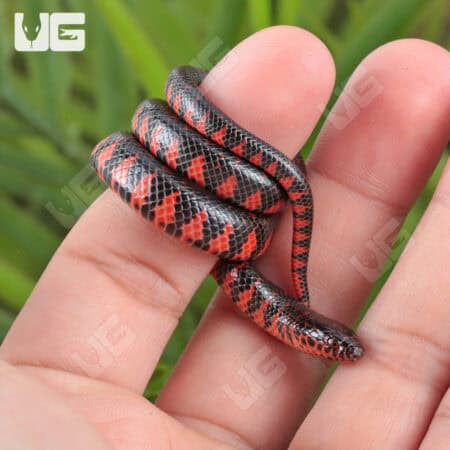 Baby Eastern Mud Snakes (Farancia abacura) For Sale - Underground Reptiles