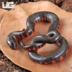 Baby Eastern Mud Snakes (Farancia abacura) For Sale - Underground Reptiles