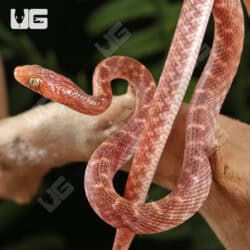 Egyptian Cat Eye Snake For Sale - Underground Reptiles