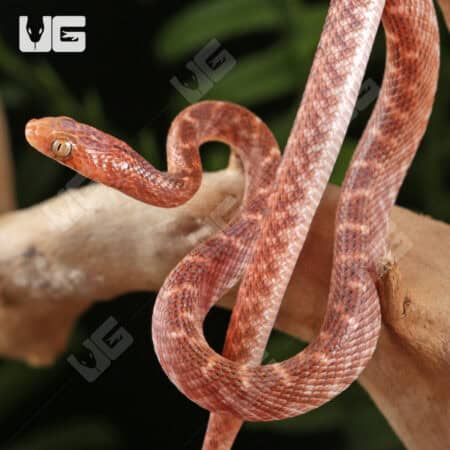 Egyptian Cat Eye Snake For Sale - Underground Reptiles
