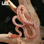 Egyptian Cat Eye Snake For Sale - Underground Reptiles