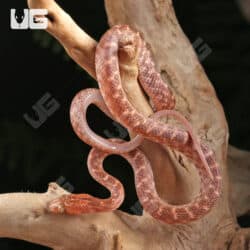 Egyptian Cat Eye Snake For Sale - Underground Reptiles
