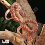 Egyptian Cat Eye Snake For Sale - Underground Reptiles