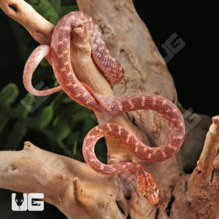 Egyptian Cat Eye Snake For Sale - Underground Reptiles
