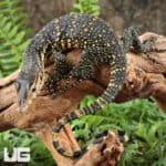 Baby Sumatran Water Monitors For Sale - Underground Reptiles