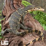 Baby Sumatran Water Monitors For Sale - Underground Reptiles