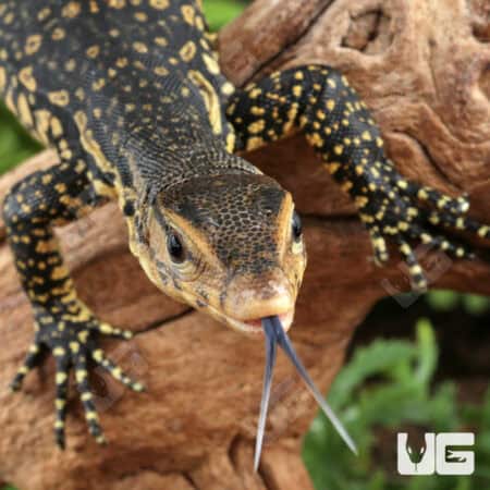Baby Sumatran Water Monitors For Sale - Underground Reptiles