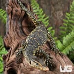 Baby Sumatran Water Monitors For Sale - Underground Reptiles