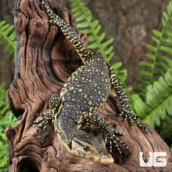 Baby Sumatran Water Monitors For Sale - Underground Reptiles