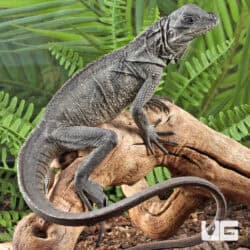 Baby Weber's Sailfin Dragons For Sale - Underground Reptiles
