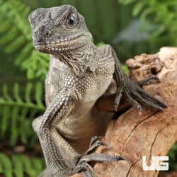 Baby Weber's Sailfin Dragons For Sale - Underground Reptiles