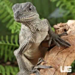 Baby Weber's Sailfin Dragons For Sale - Underground Reptiles