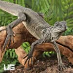 Baby Weber's Sailfin Dragons For Sale - Underground Reptiles