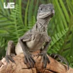 Baby Weber's Sailfin Dragons For Sale - Underground Reptiles