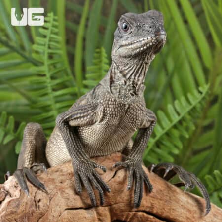 Baby Weber's Sailfin Dragons For Sale - Underground Reptiles