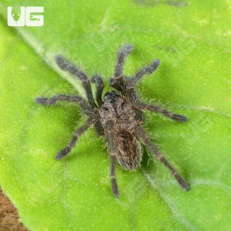 Bach Ma Earth Tiger Tarantula (.5 - .75") (Cyriopagopus sp. 'Bach Ma') for sale - Underground Reptiles