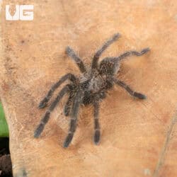 Bach Ma Earth Tiger Tarantula (.5 - .75") (Cyriopagopus sp. 'Bach Ma') for sale - Underground Reptiles