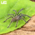 Bach Ma Earth Tiger Tarantula (.5 - .75") (Cyriopagopus sp. 'Bach Ma') for sale - Underground Reptiles