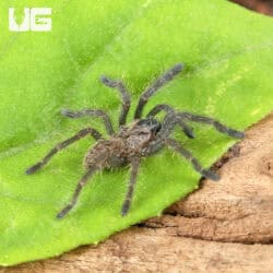 Bach Ma Earth Tiger Tarantula (.5 - .75") (Cyriopagopus sp. 'Bach Ma') for sale - Underground Reptiles