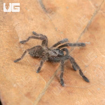 Bach Ma Earth Tiger Tarantula (.5 - .75") (Cyriopagopus sp. 'Bach Ma') for sale - Underground Reptiles
