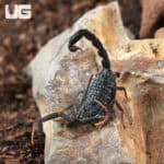 Baby Black Alligator Back Scorpion (Hottentotta gentili 'Central Clade') For Sale - Underground Reptiles