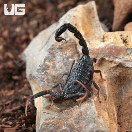 Baby Black Alligator Back Scorpion (Hottentotta gentili 'Central Clade') For Sale - Underground Reptiles