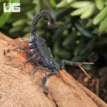 Baby Black Alligator Back Scorpion (Hottentotta gentili 'Central Clade') For Sale - Underground Reptiles