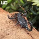 Baby Black Alligator Back Scorpion (Hottentotta gentili 'Central Clade') For Sale - Underground Reptiles