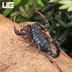 Baby Black Alligator Back Scorpion (Hottentotta gentili 'Central Clade') For Sale - Underground Reptiles