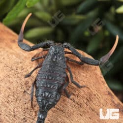 Baby Black Alligator Back Scorpion (Hottentotta gentili 'Central Clade') For Sale - Underground Reptiles
