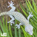 Blueberry Tokay Gecko For Sale - Underground Reptiles