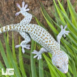 Blueberry Tokay Gecko For Sale - Underground Reptiles